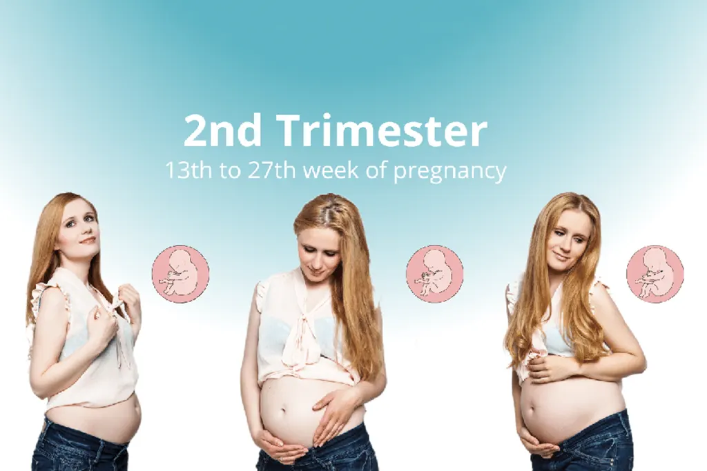 Your Second Trimester